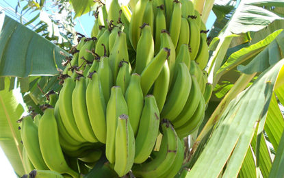 Festa da Banana em Novo Itacolomi