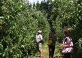 Em Fraiburgo, tempo de colher maçã